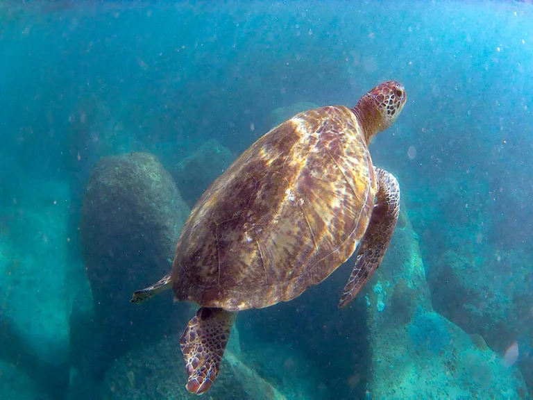 Xiaoliuqiu Snorkeling Guide 小琉球浮潛指南 – The Best Places to Spot Sea Turtles